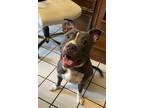 Adopt Debo a Gray/Silver/Salt & Pepper - with White American Pit Bull Terrier /