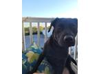 Adopt Nox a Black Labrador Retriever / Mixed dog in Nashville, TN (41283806)