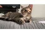 Adopt Nova a Spotted Tabby/Leopard Spotted Domestic Shorthair / Mixed (short