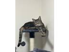 Adopt Jade and Jerry a Gray, Blue or Silver Tabby American Shorthair / Mixed