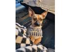 Adopt Frank a Brown/Chocolate - with Black Chiweenie / Mixed dog in Eugene