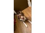 Adopt Iroh a Brown/Chocolate - with White Australian Shepherd / Mixed dog in