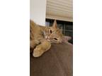 Adopt Toby a Orange or Red Tabby Tabby (short coat) cat in Macclenny