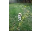 Adopt Beau Reagan Loman a Tan/Yellow/Fawn Labrador Retriever / Mixed dog in