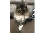 Adopt Abu a Brown Tabby Domestic Longhair / Mixed (long coat) cat in