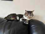 Adopt Meeko a Black (Mostly) Domestic Mediumhair / Mixed (medium coat) cat in