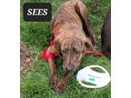Adopt Sees a Brindle American Pit Bull Terrier / Mixed dog in Locust Grove