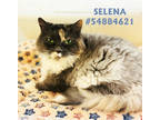 Adopt Selena a Gray or Blue Domestic Longhair / Mixed Breed (Medium) / Mixed