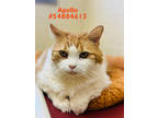Adopt Apollo a Orange or Red Domestic Longhair / Mixed Breed (Medium) / Mixed