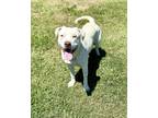 Adopt Amanda a White Labrador Retriever / Mixed dog in Gray, LA (41099311)