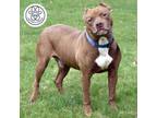 Adopt Boog a Brown/Chocolate Mixed Breed (Large) / Mixed dog in Menands