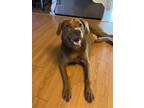 Adopt Charlie a Red/Golden/Orange/Chestnut Mutt / Mixed dog in Virginia Beach