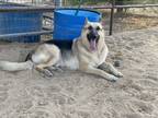 Adopt Jax a Black - with Tan, Yellow or Fawn German Shepherd Dog / Mixed dog in