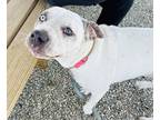 Adopt Holly a White American Pit Bull Terrier / Mixed dog in Kokomo