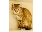 Adopt Jewels (Cat Cafe) a Orange or Red Domestic Shorthair / Mixed Breed
