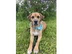 Adopt Teensy a Coonhound (Unknown Type) / Cane Corso / Mixed dog in Port