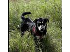Adopt bella a Brown/Chocolate - with Black Husky / Mixed dog in Killeen
