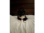 Adopt Sox a Black & White or Tuxedo Domestic Shorthair / Mixed (short coat) cat