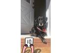 Adopt Luna a Black Border Collie / Mutt / Mixed dog in Austin, TX (41283493)