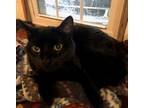 Adopt Bear and Peaches a All Black Tabby / Mixed (medium coat) cat in Cary