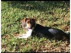 Adopt Mollie a Tricolor (Tan/Brown & Black & White) Beagle / Mixed dog in