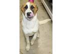 Adopt Farley (Snoopy) a White Great Pyrenees / Mixed dog in LAMPASAS