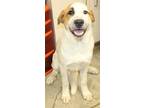 Adopt Fergus (Wanderer) a White Great Pyrenees / Mixed dog in LAMPASAS