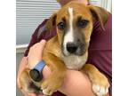 Adopt Churro a Tan/Yellow/Fawn Hound (Unknown Type) / Mixed dog in Bryan