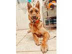 Adopt Britta a Black - with Tan, Yellow or Fawn German Shepherd Dog / Mixed dog