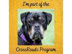 Adopt Sheila a Black Mixed Breed (Medium) / Mixed dog in Menands, NY (39959436)