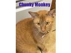 Adopt Chunky Monkey a Orange or Red (Mostly) Abyssinian / Mixed (short coat) cat