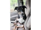 Adopt Prue a Brown/Chocolate - with White Pit Bull Terrier / Labrador Retriever