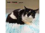Adopt Soul a Domestic Mediumhair / Mixed cat in Lexington, KY (41238222)