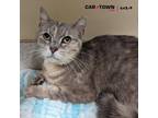 Adopt Susie a Domestic Shorthair / Mixed cat in Lexington, KY (41271008)