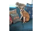Adopt foxtrot a Brown/Chocolate - with White Staffordshire Bull Terrier /