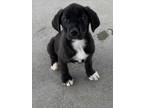 Adopt Donovan a Black - with White Labrador Retriever / Beagle / Mixed dog in