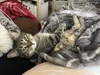 Adopt Bug Bug a Gray or Blue Domestic Shorthair / Mixed (short coat) cat in