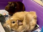 Adopt Sonny (bonded w/Cher) a Blonde Guinea Pig / Mixed (short coat) small