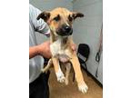 Adopt Trudy a Tan/Yellow/Fawn Australian Cattle Dog / Mixed Breed (Medium) /