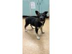 Adopt Spencer a Black Shepherd (Unknown Type) / Mixed Breed (Medium) / Mixed