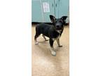 Adopt Spencer a Black Shepherd (Unknown Type) / Mixed dog in Madera