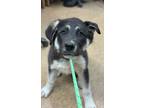 Adopt Balto a Black German Shepherd Dog / Mixed Breed (Medium) / Mixed (medium