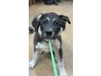 Adopt Balto a Black German Shepherd Dog / Mixed dog in Madera, CA (41283393)