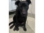 Adopt Kia* a Labrador Retriever / Pit Bull Terrier / Mixed dog in Pomona