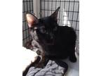 Adopt Icicle a All Black Domestic Shorthair / Mixed Breed (Medium) / Mixed