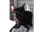 Adopt Icicle a All Black Domestic Shorthair / Domestic Shorthair / Mixed cat in