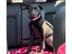 Adopt Molly a Black - with White Labrador Retriever / Mixed dog in Calabash