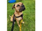 Adopt Luca* a Pit Bull Terrier / Mastiff / Mixed dog in Pomona, CA (40889823)