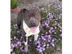 Adopt Shelby* a Pit Bull Terrier / Mixed dog in Pomona, CA (40790417)