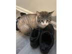 Adopt Chappo a White (Mostly) American Shorthair / Mixed (medium coat) cat in